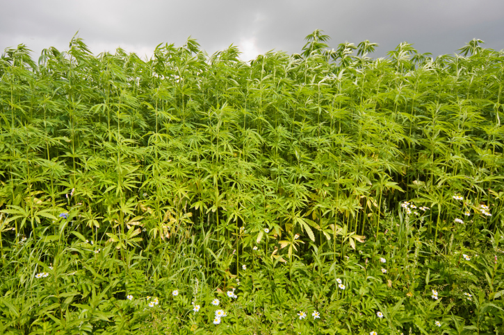 marijuana grow Utah